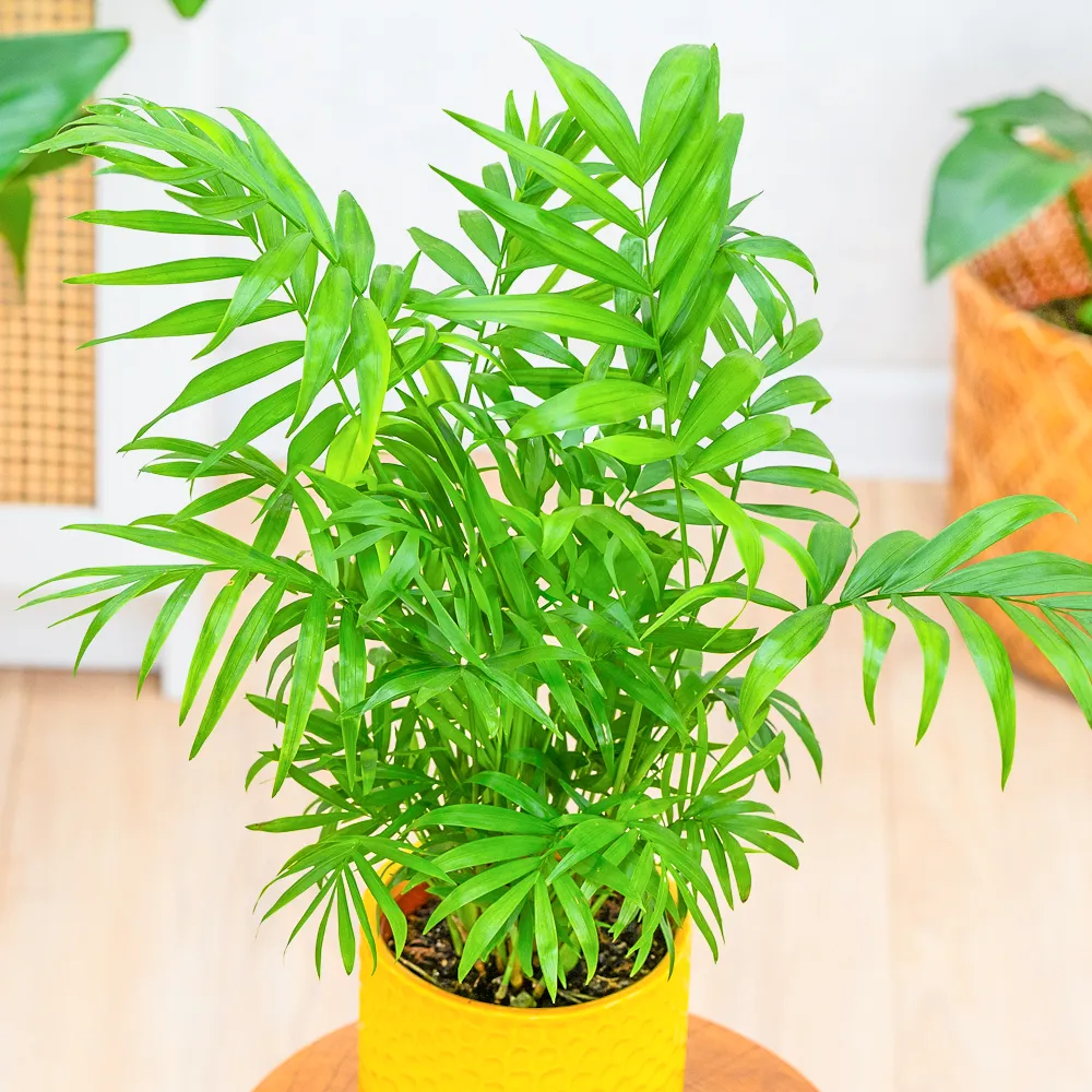 Chamaedorea elegans ~ 45cm