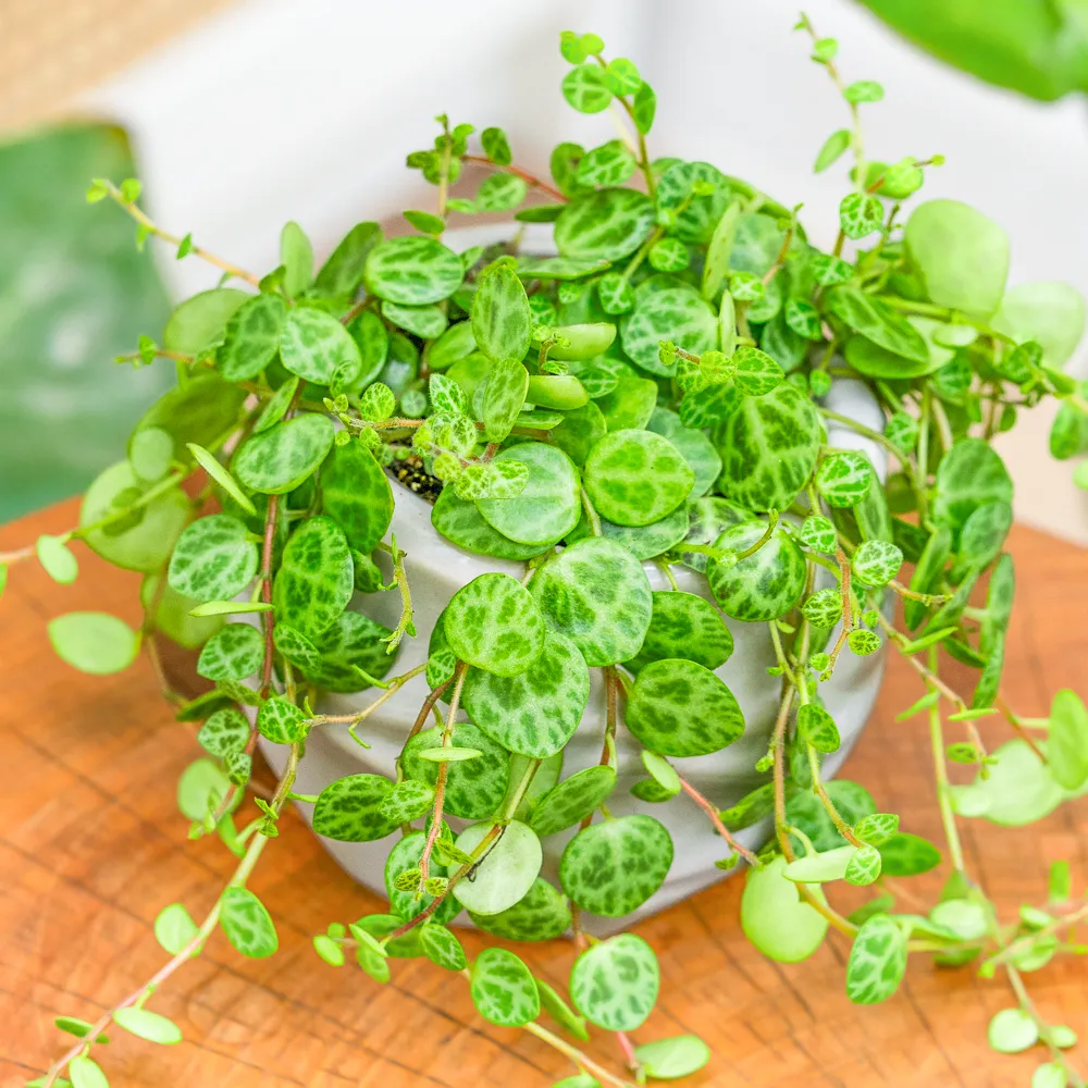 Peperomia prostrata ~ 10cm