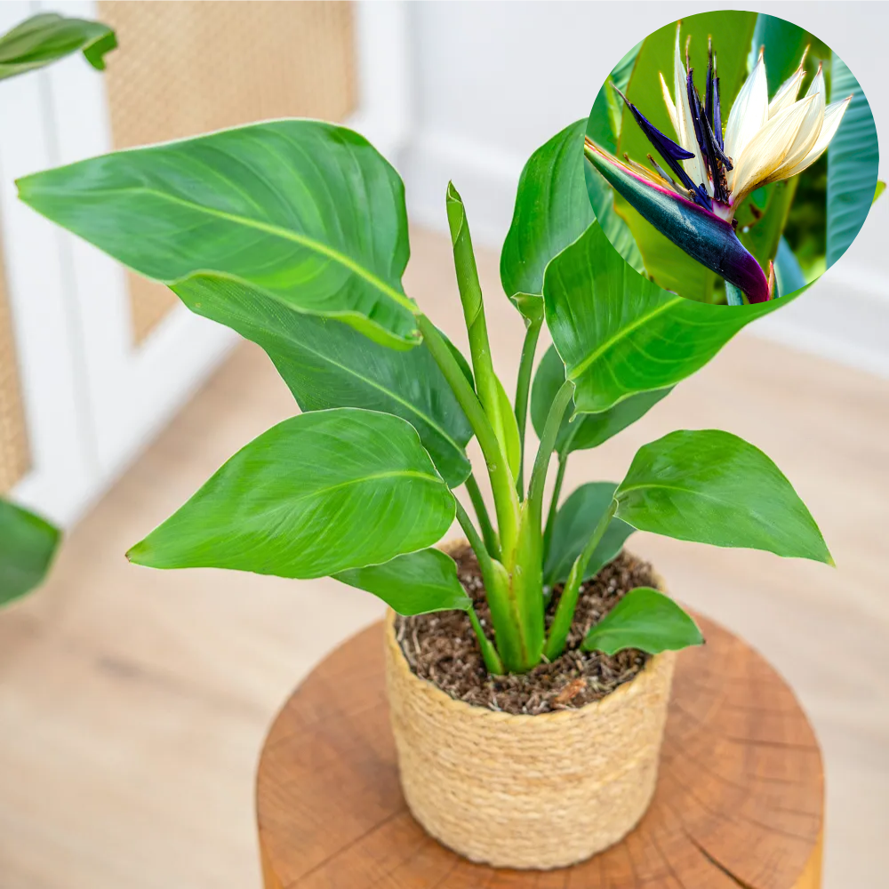 Strelitzia nicolai ~ 40cm