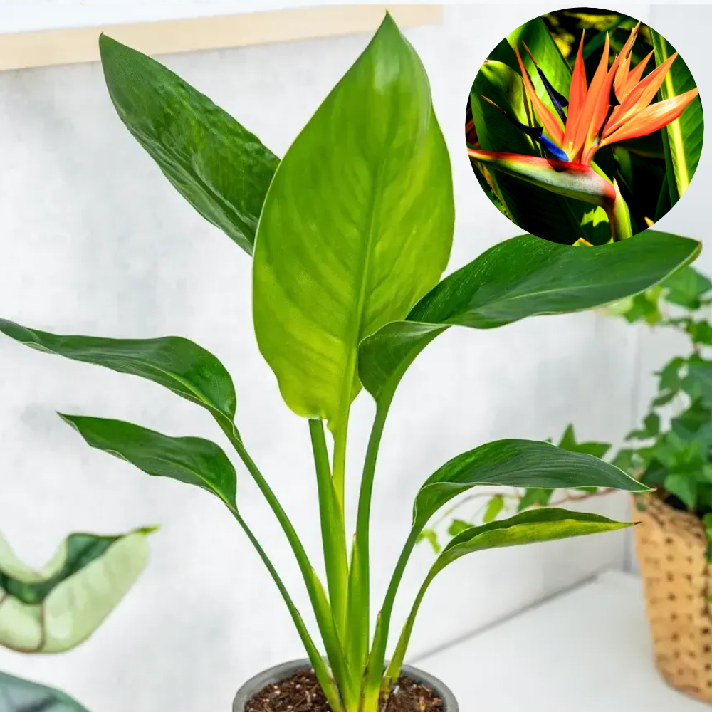 Strelitzia reginae ~ 40cm