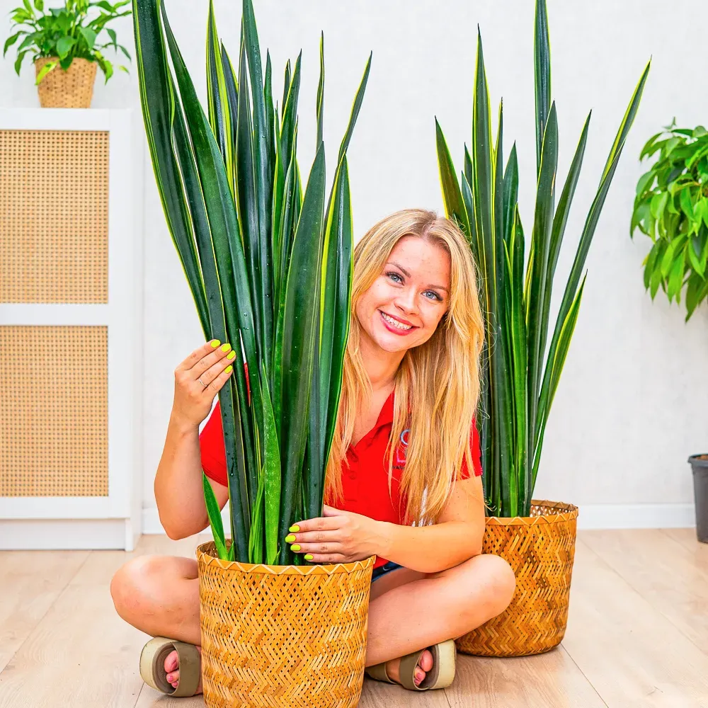 Sansevieria 'Black Gold' ~ 120cm