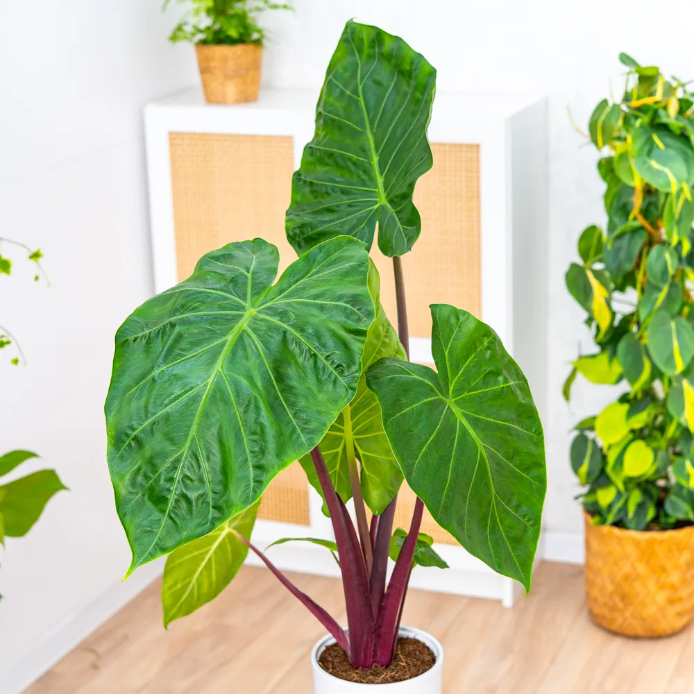 Alocasia 'Imperial Red' ~ 65cm