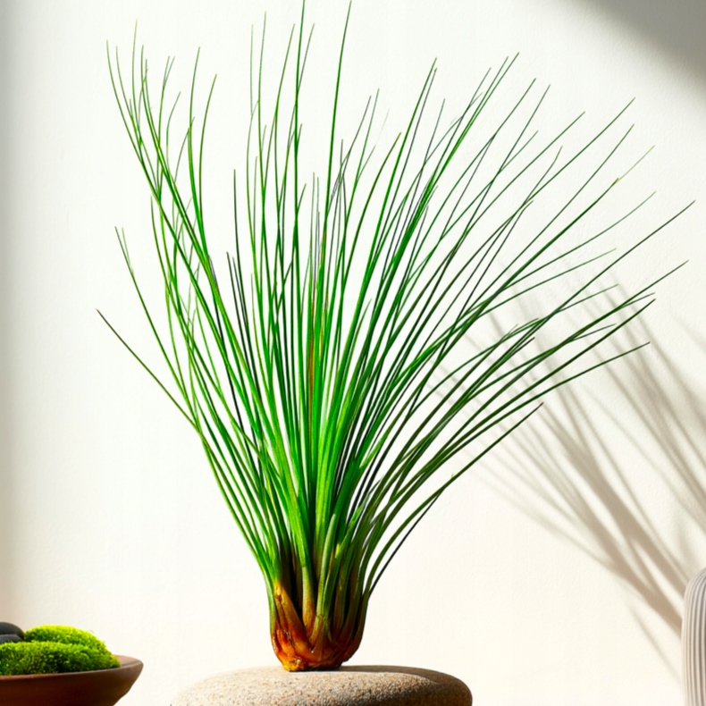 Tillandsia juncea ~ 12cm