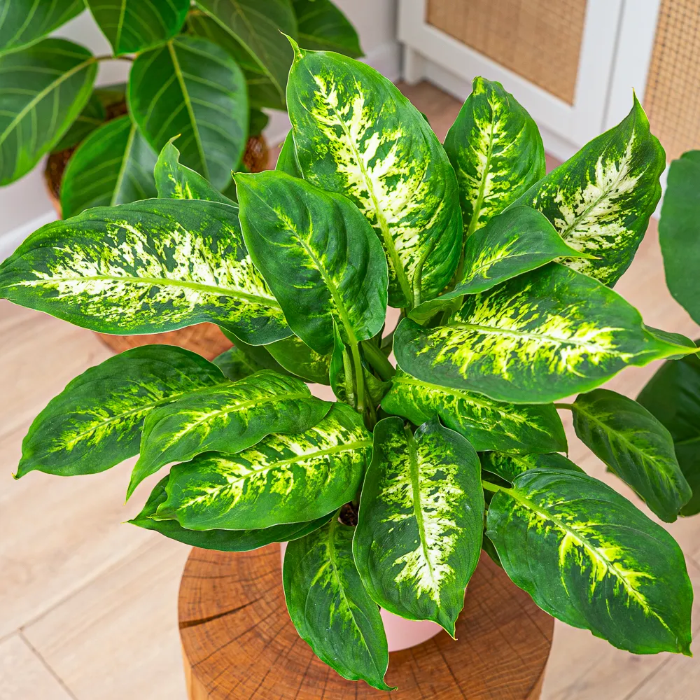 Dieffenbachia 'Compacta' ~ 30cm