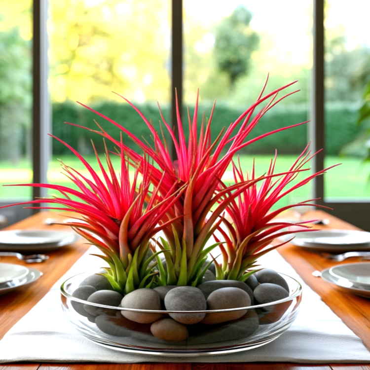 Tillandsia multiflora red ~ 15cm
