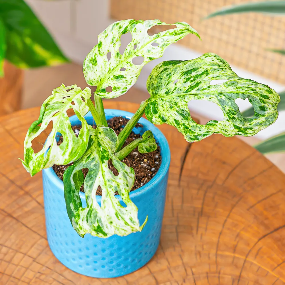 Monstera 'Frozen Freckles' ~ 15cm - Sklep z rolinami CocaFlora