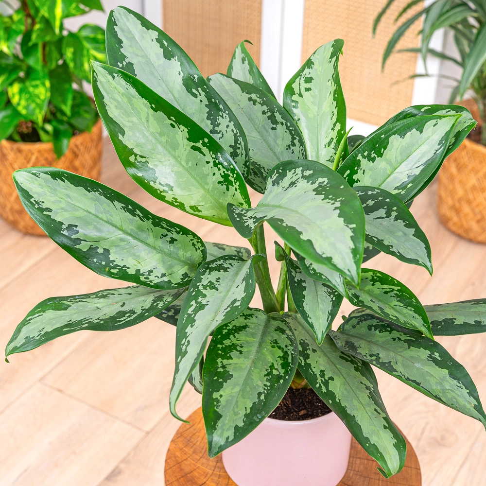 Aglaonema 'Jubilee' ~ 40cm