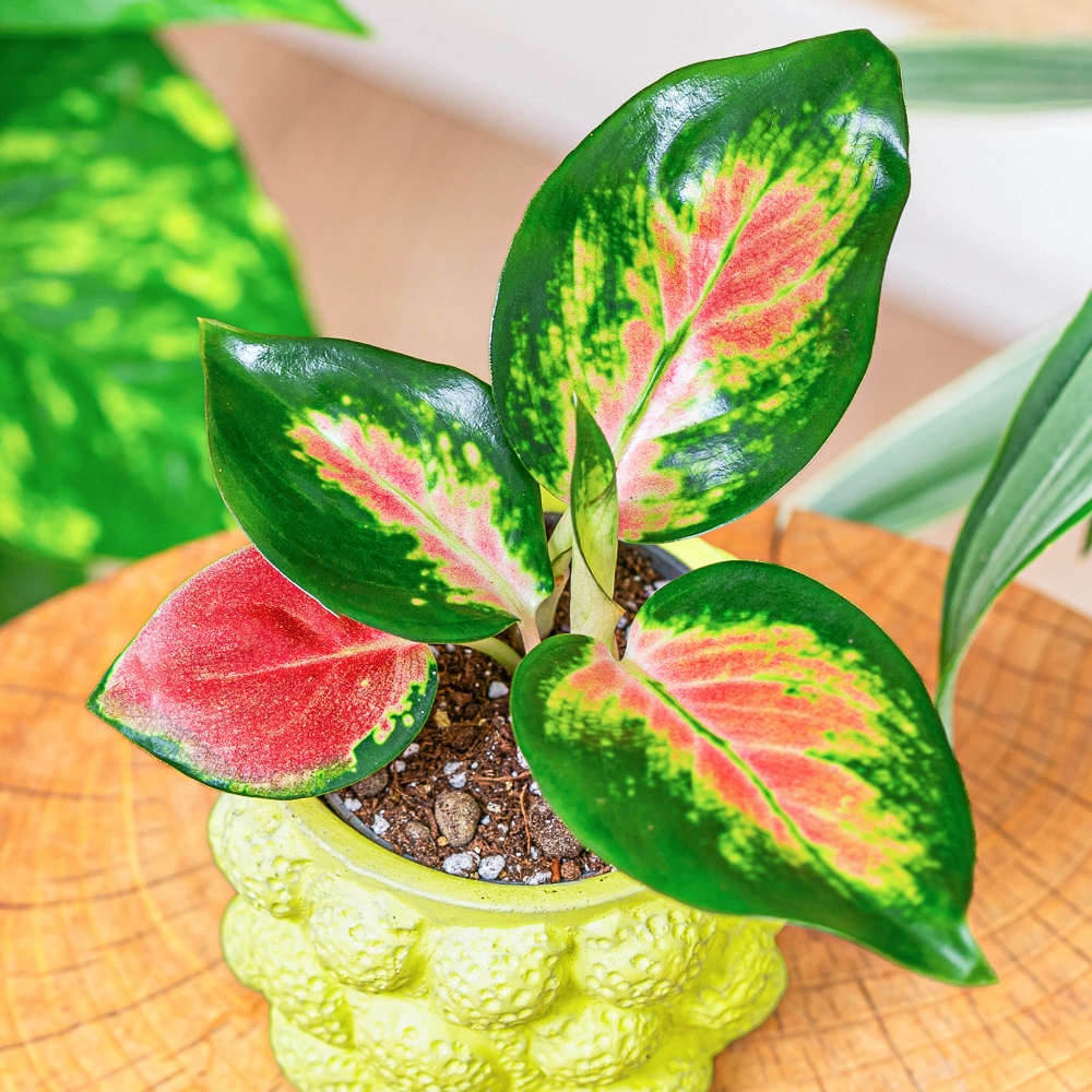 Aglaonema 'Lucky Red' ~ 12cm