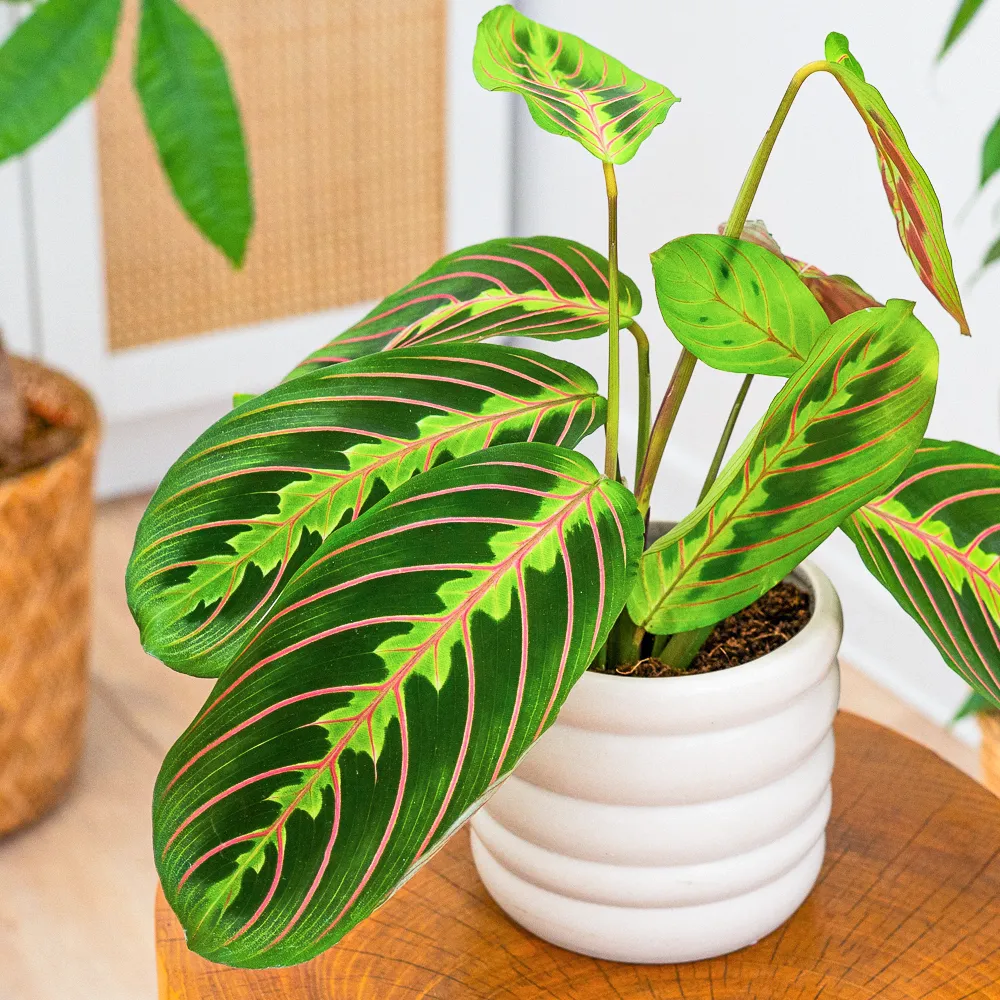Maranta leuconeura 'Fascinator Tricolor' ~ 25cm
