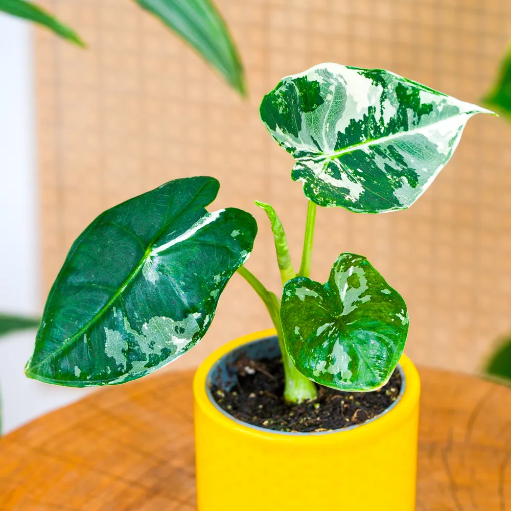 Alocasia micholitziana 'Frydek' variegata ~ 15cm