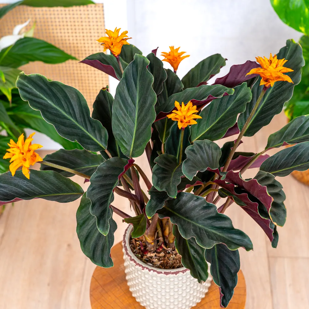 Calathea crocata ~ 40cm - Sklep z rolinami CocaFlora