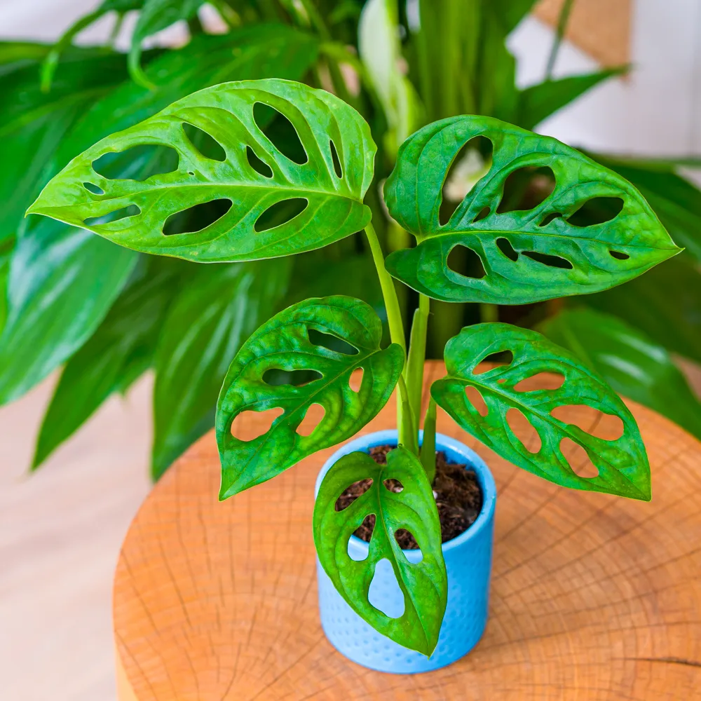 Monstera adansonii ~ 12cm