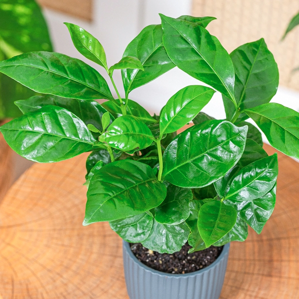 Coffea arabica ~ 15cm