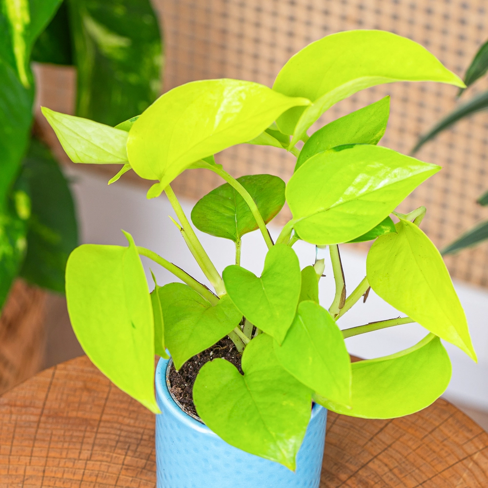Philodendron 'Neon' ~ 10cm