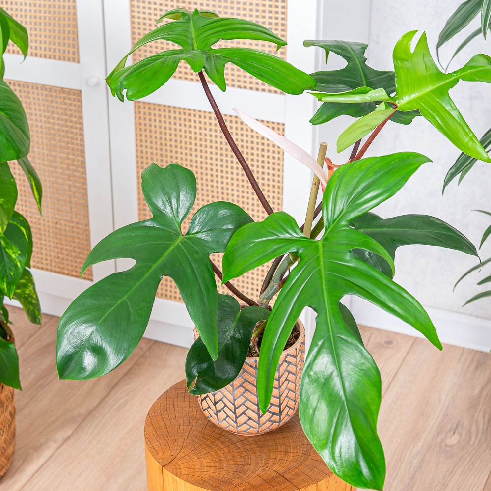 Philodendron 'Florida Green' ~ 30cm